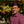 Akhil Sai